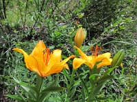  Lys orangé