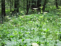  sous bois