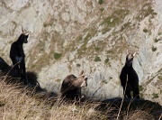  chamois surpris à la descente