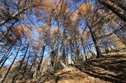  forêt de mélèzes