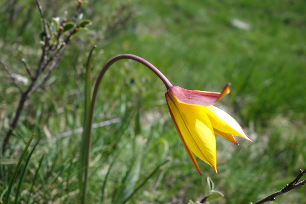DSC02295