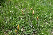  tulipe sauvage