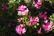  rhododendron
