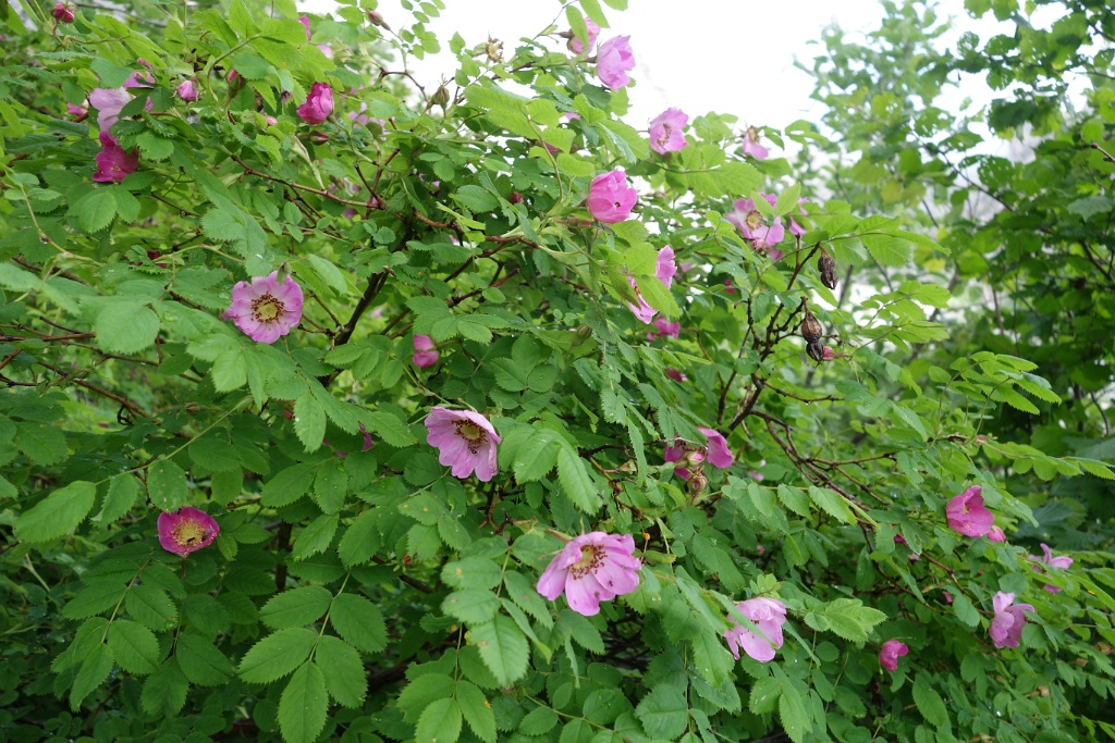 DSC02686