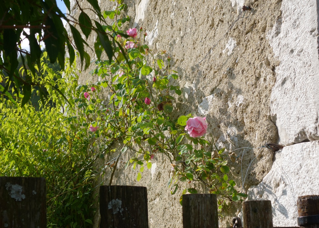 DSC04456