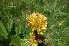  gentiane jaune