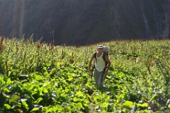  approche dans les rumex
