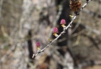  fleurs de mélèzes