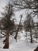  superbe forêt de mélèzes