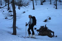  dans la forêt