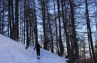  dans une belle forêt de mélèzes