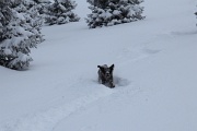  un chien fou fou nous accompagne