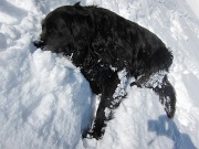  le chien au sommet