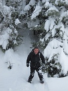  sanglier dans la foret