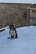  et son chien peureux