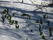  les gentianes sont recouvertes de neige
