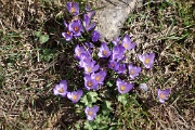  crocus