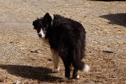  et son chien peureux
