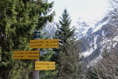  dans la forêt