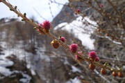  fleurs de mélèze