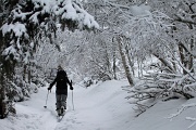  la forêt est bien enneigée