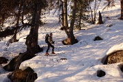  belle forêt de mélèzes