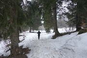  la forêt 