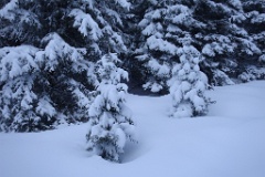  sapins enneigés ; rare cette année !