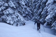  lolo fonce dans la forêt
