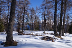  la forêt au dessus des Karellys