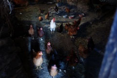  les poules