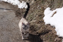  Chaton curieux