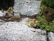  sur le chemin 