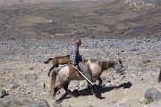  les muletiers