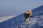  gentil chien
