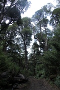  la superbe forêt d'Alerces