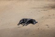  un sympathique chien qui ne nous quitte plus