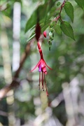  Fushia