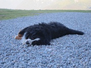  le chien du refuge Grosté