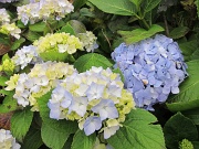  hortensias omni présents sur les îles