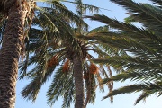  palmier
