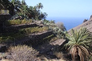  près des villages les jardins irrigués en terrasse