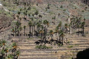  palmeraie