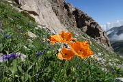  papaver lateritum