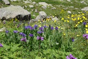  parterre fleuri......
