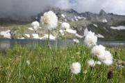  linaigrette