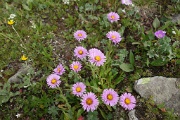  asters
