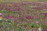  incroyablement fleurie