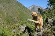  chat jaune