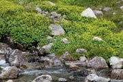  pause rafraichissante près d'un ruisseau ; alchimilles 